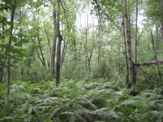 Cty Hwy A, Adrian, WI 54656