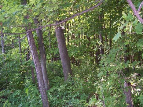 Land Forest  Rd., Plymouth, WI 53073