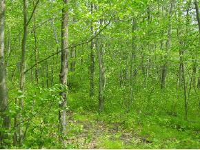 N9326 Pleasant Hill Rd., Iola, WI 54945