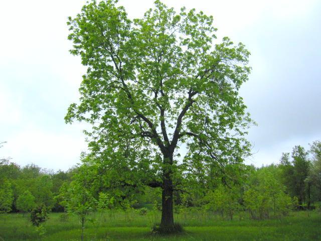 Lt1 Glen Ridge, Lisbon, WI 53089