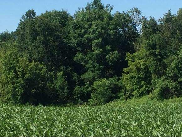 Lt99 Hickory Grove Rd., Cooperstown, WI 54208