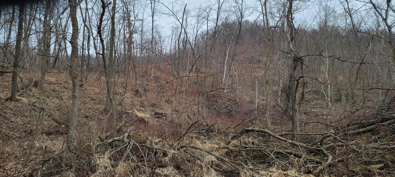 20 +/- Acres Holseth Rd., Holland, WI 54636