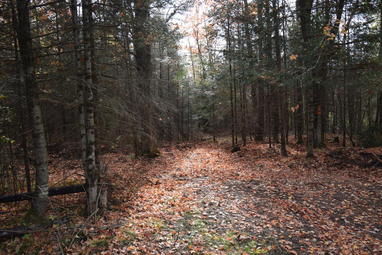 Lt1 Peshtigo River, Laona, WI 54541