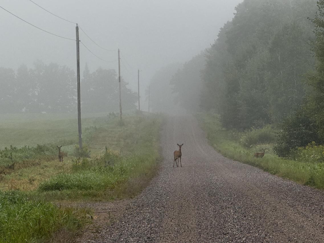 N2179 N Schalk Rd, Ogema, WI 54459