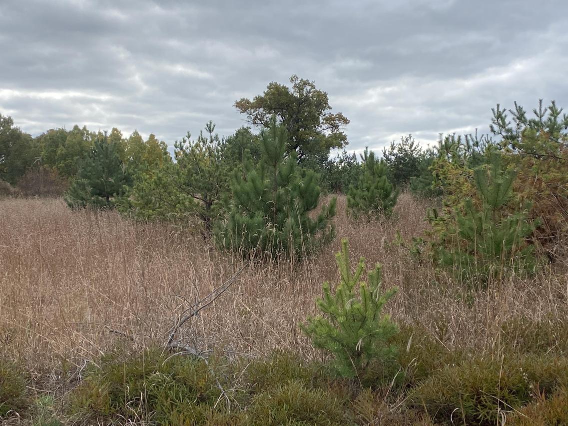 Lt0 Smiley Rd, Athelstane, WI 54104