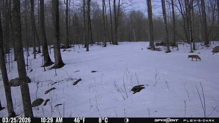 N3653 N Grudgeville Rd, Evergreen, WI 54491