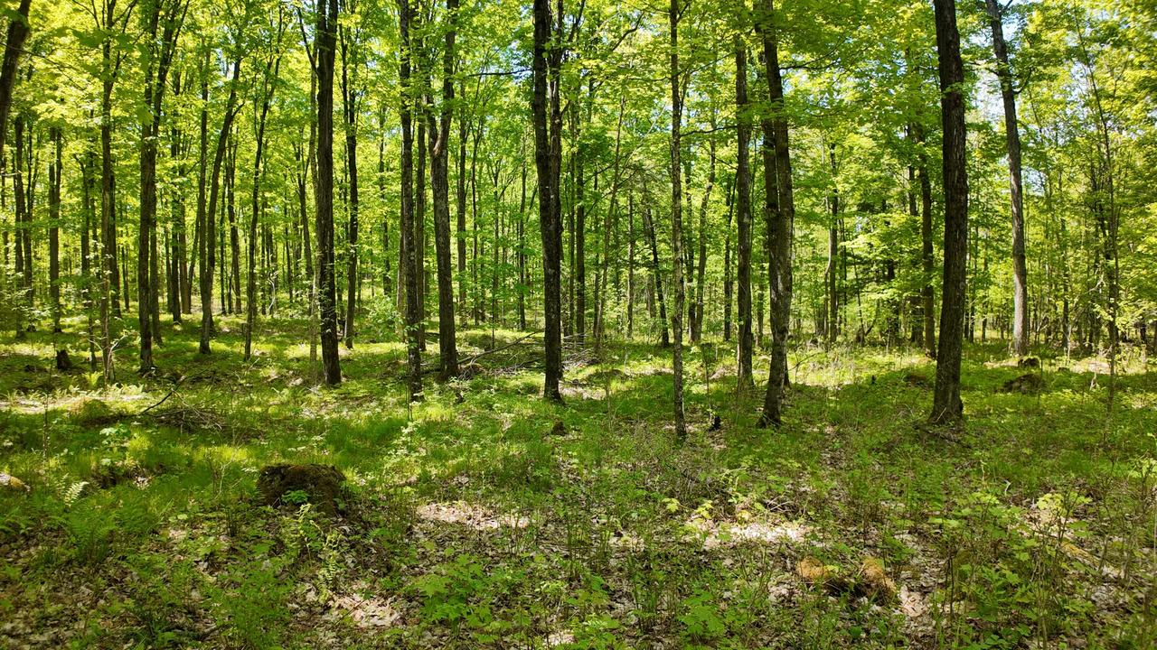 Lt1 Federal Forest Rd. #3903, Laona, WI 54541