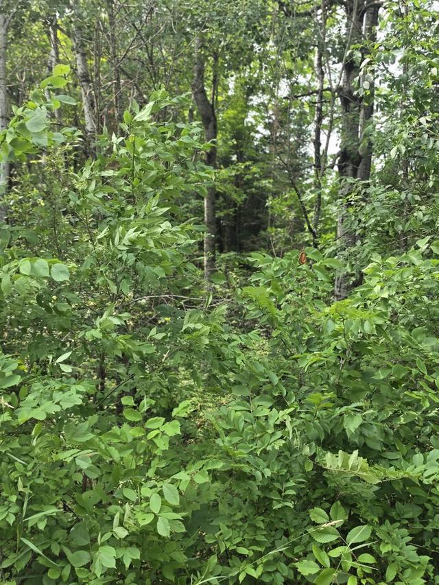Lt1 Old Rail Rd, Wausaukee, WI 54177