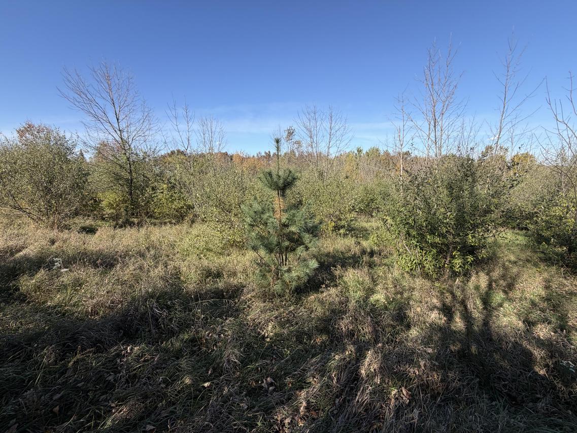 Lot 31 Woodland Ln, Webster, WI 54664