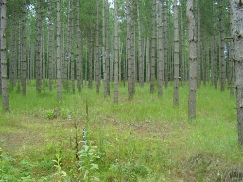 Old Orchard Tr., Wausaukee, WI 54177