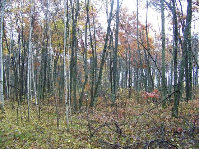 51 St Rd., Beaver, WI 54161