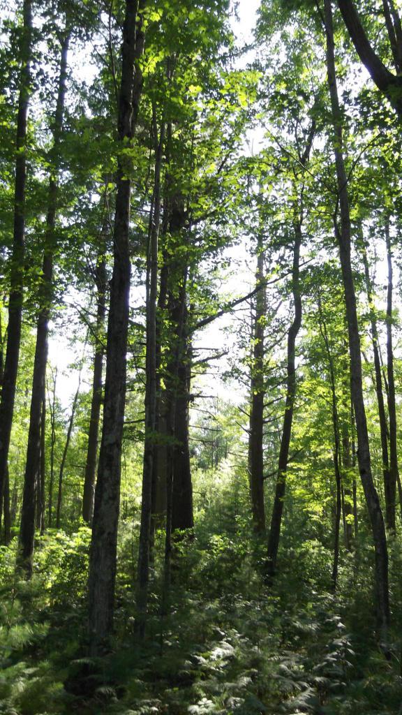 41.61 Ac Smiley Rd., Athelstane, WI 54102