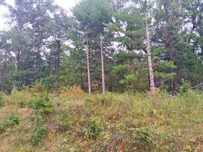 Parkway Rd., Beaver, WI 54114
