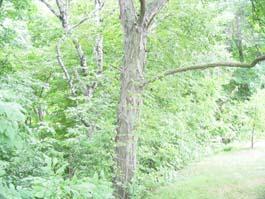 W5975 Pheasant Ln., Plymouth, WI 53073