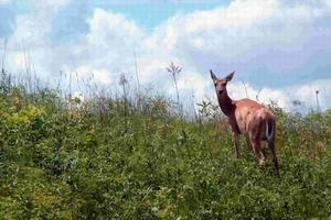 LOT 17 Oneota Ridge, La Crosse, WI 54601