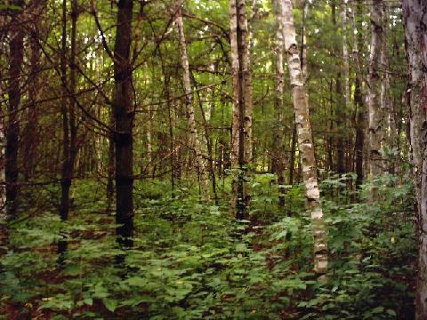 18 Acres Cty Rd A, Maple Valley, WI 54174
