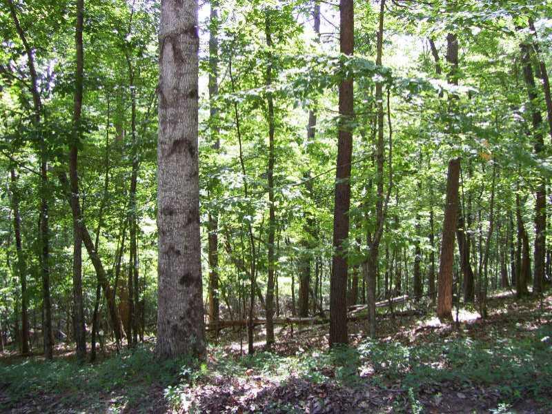 173 Little Coyotee Loop, Waleska, GA 30183