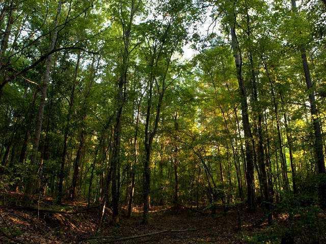 585 Tabb Way, Chattahoochee Hills, GA 30268