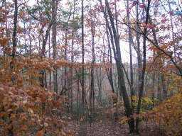 Hornage Rd., Ball Ground, GA 30701