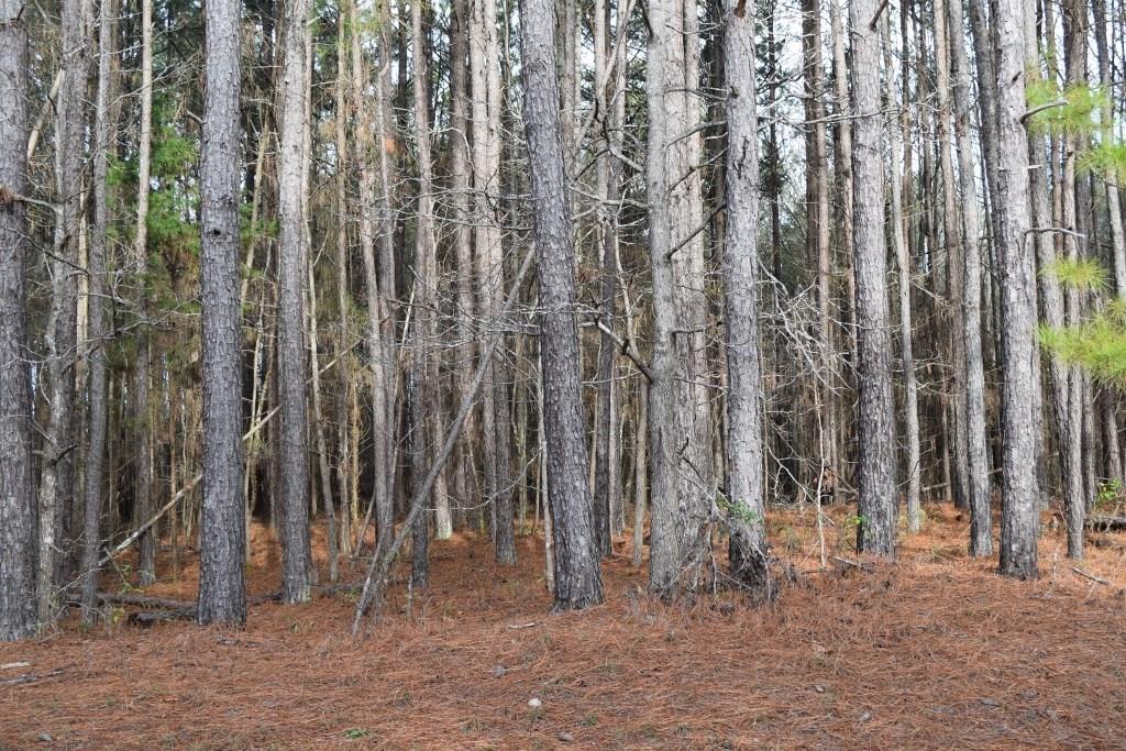 2216 Shadowood Dr., Monroe, GA 30656