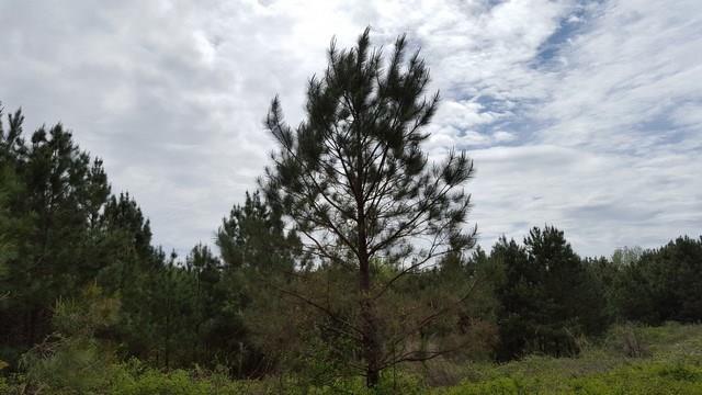 Emmett Still Rd., Loganville, GA 30052