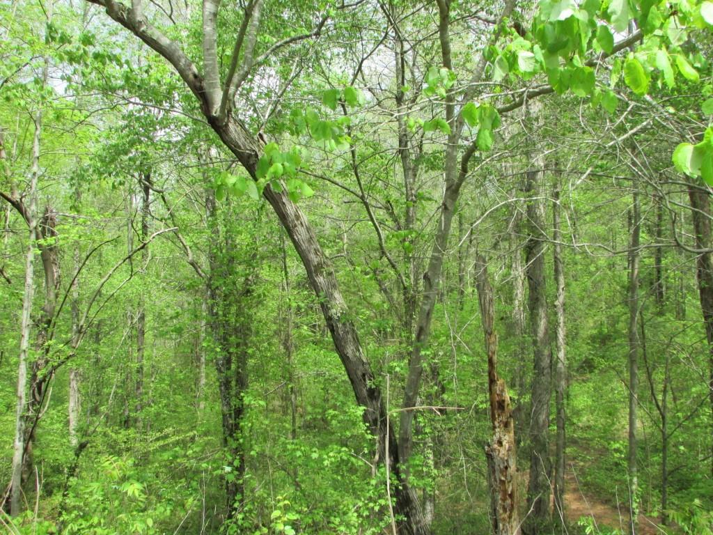 Lot 3 Blankenship Dr., Canton, GA 30115