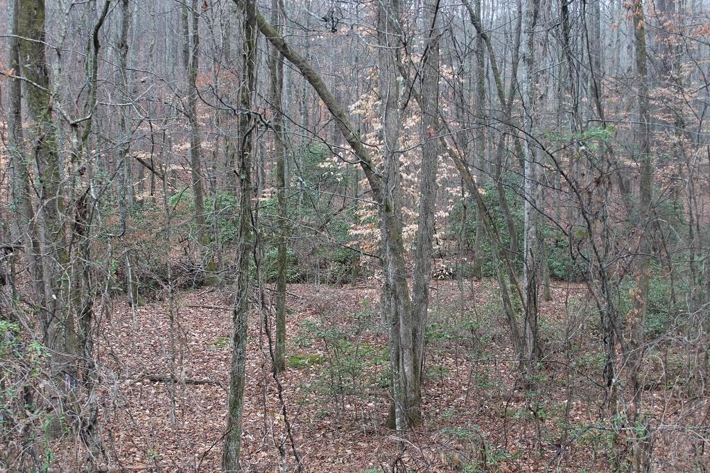 14152 Hwy 53, Dawsonville, GA 30534