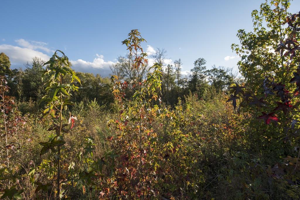 00 Holcomb Rd., Adairsville, GA 30103