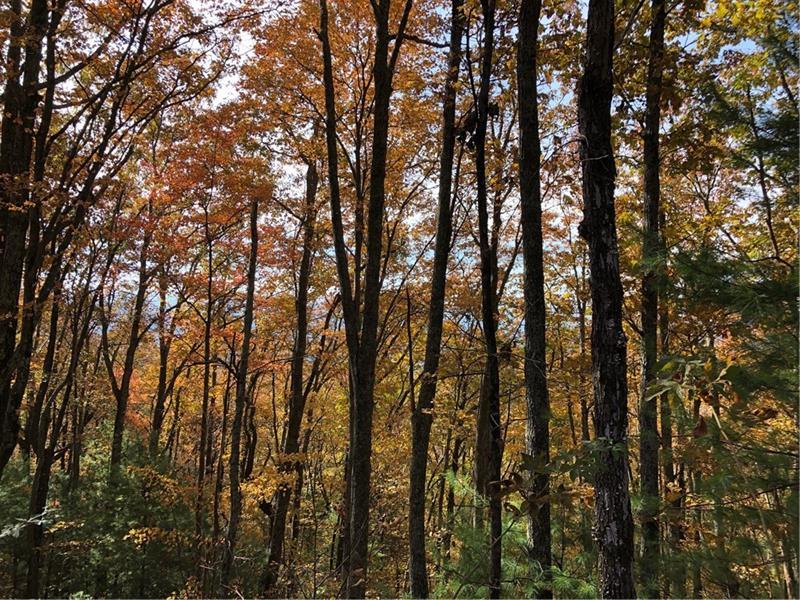 L279 Hazel Ct., Ellijay, GA 30540