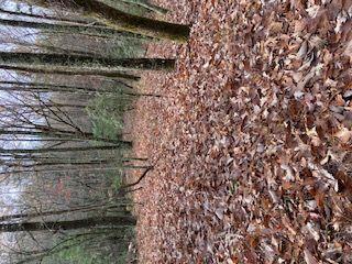 Pippin Cir., Clarkesville, GA 30523