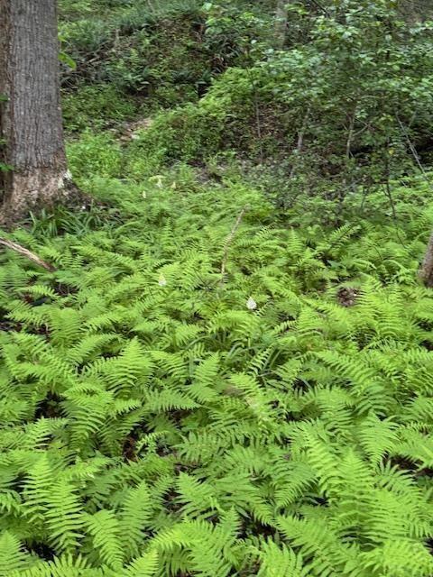 Gumlog Rd., Young Harris, GA 30582