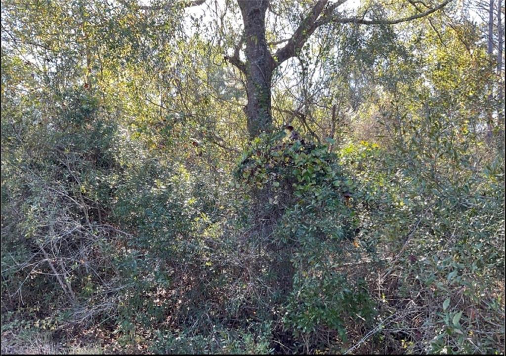 Quiesqueya Cir, Waycross, GA 31503