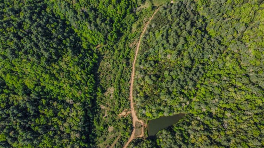 80 ACR Valley Lake Rd., Mineral Bluff, GA 30559