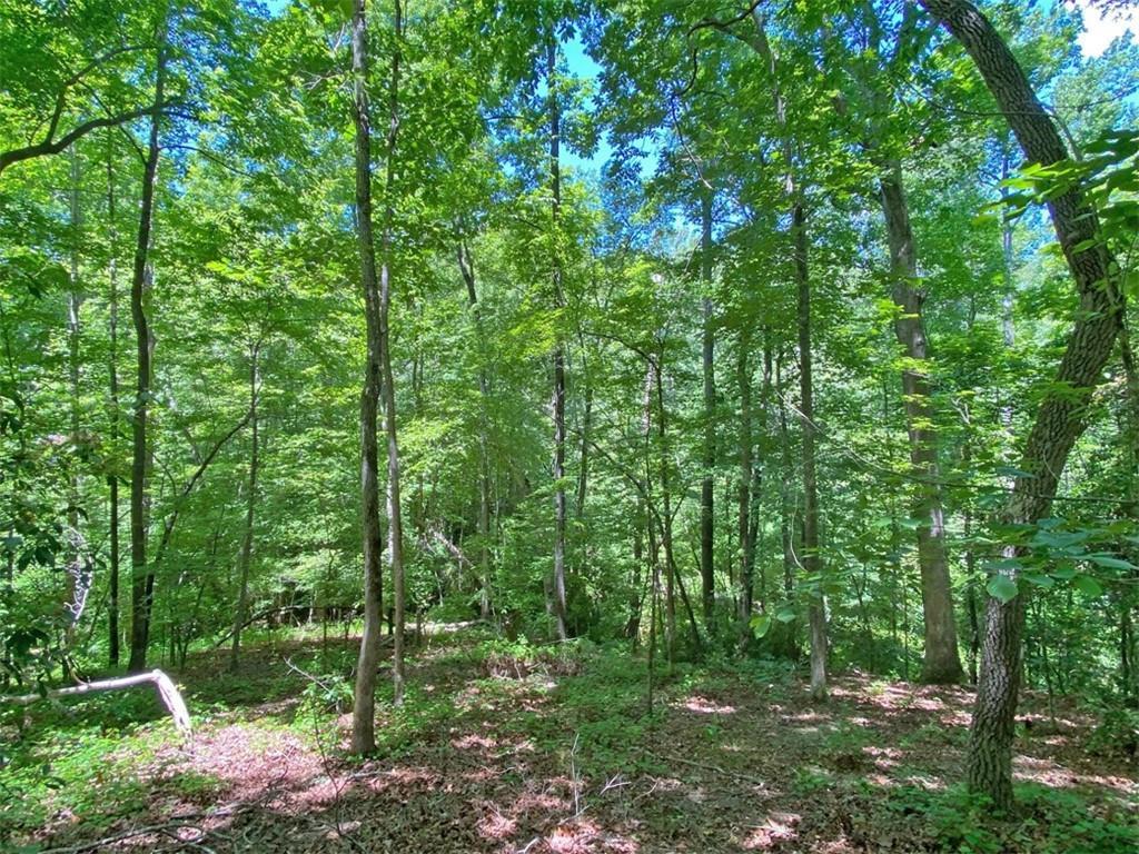 Hickory Nut Trail, Dahlonega, GA 30533