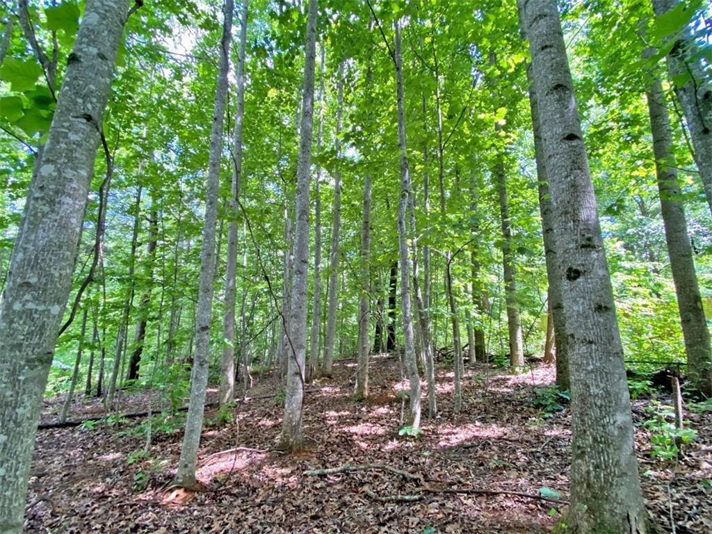 39.2ac Falling Pines Rd., Dahlonega, GA 30533