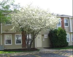1384 E Wyndham Cir. #107, Palatine, IL 60074