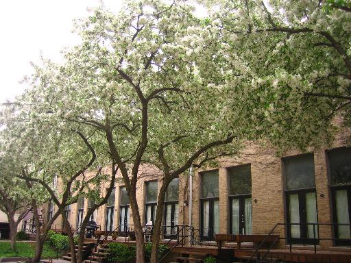 1815 N Orchard St. #6, Chicago, IL 60614