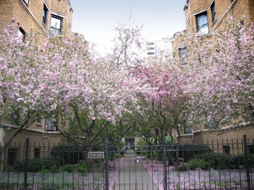 539 W Brompton St. #3S, Chicago, IL 60657