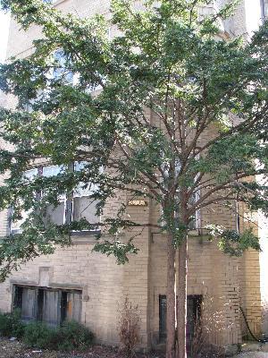 2209 W Arthur Ave., Chicago, IL 60645