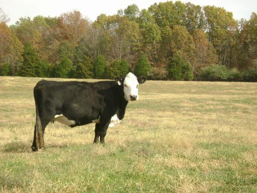 5731 Pleasant Hill Rd., Carbondale, IL 62903