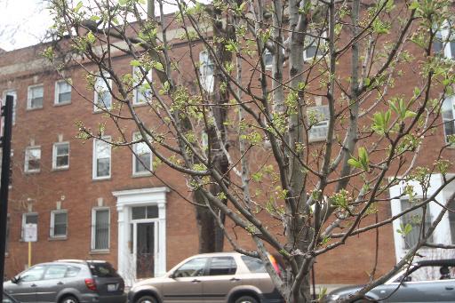 904 W Schubert St. #2W, Chicago, IL 60614