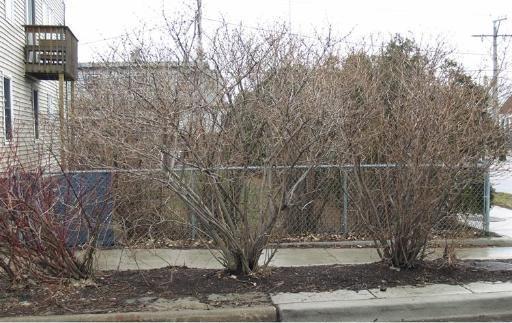 2751 S Hillock Ave., Chicago, IL 60608