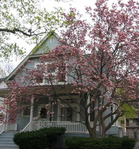 1582 Oakwood Ave., Des Plaines, IL 60016