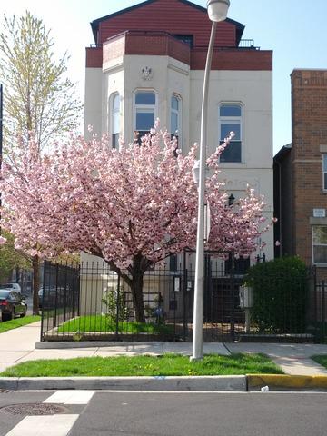 2301 W Monroe St., Chicago, IL 60612