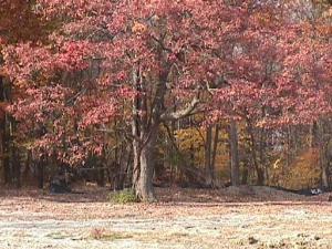 13110 S 86th Ave., Palos Park, IL 60464