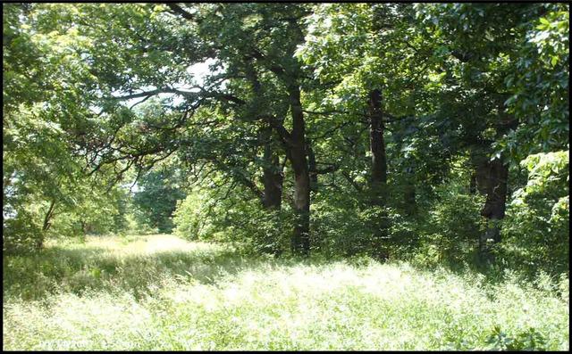lot 1 261st St., Cordova, IL 61242
