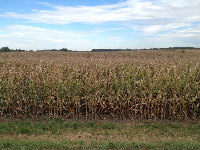 Tract 1 Dredge Rd., Paw Paw, IL 61353