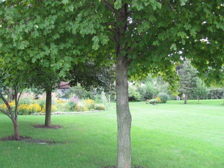 Lot 23 Center St., Mazon, IL 60444