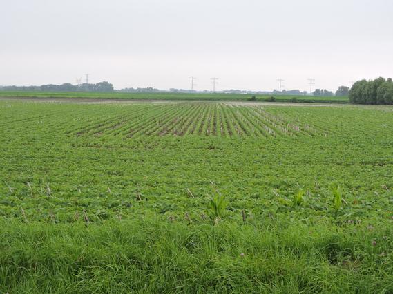 W Pauling Rd., Manhattan, IL 60442