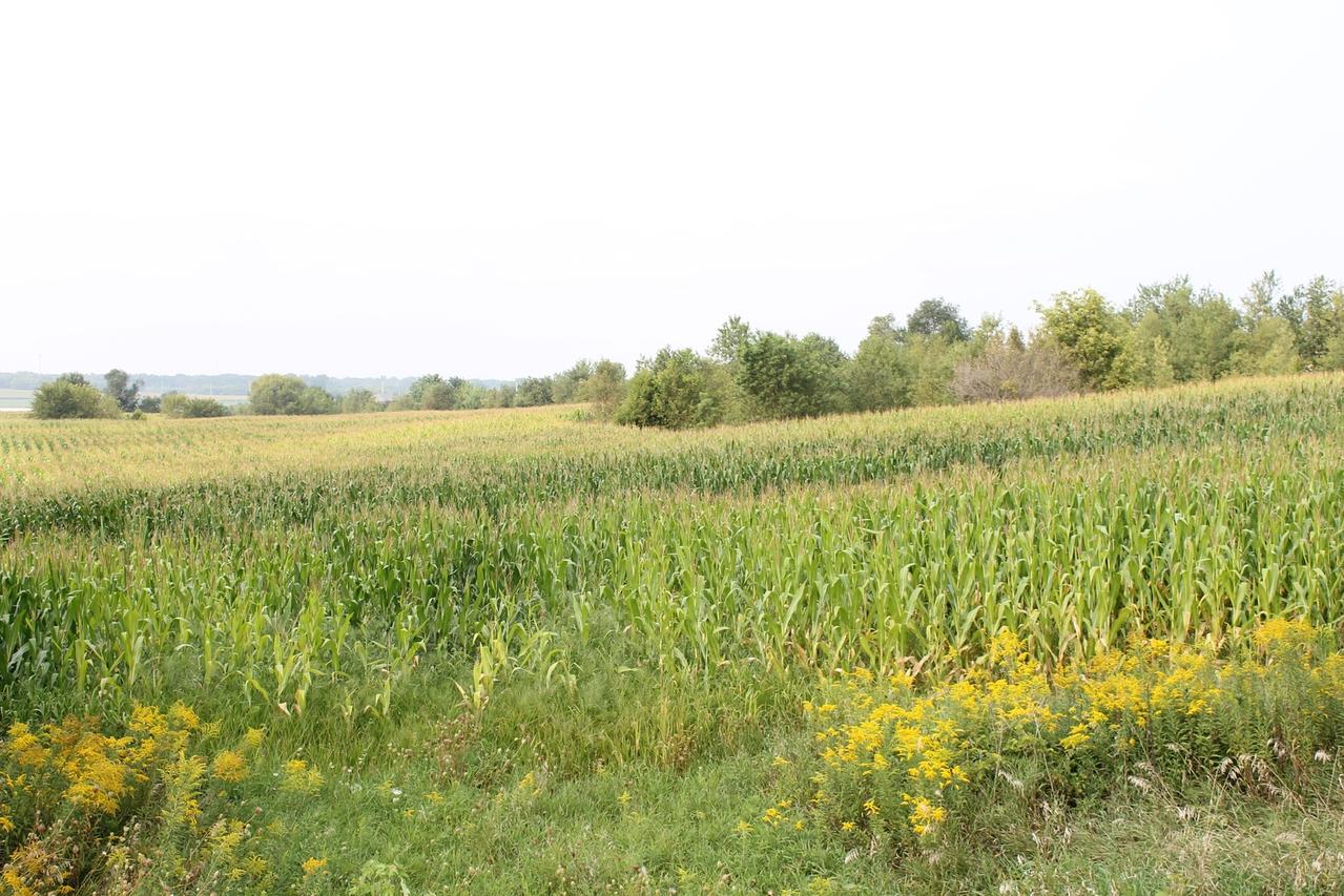 Higgins Rd., Hampshire, IL 60140